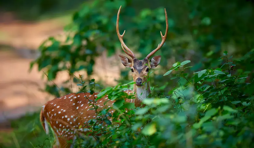 Diverse Wildlife